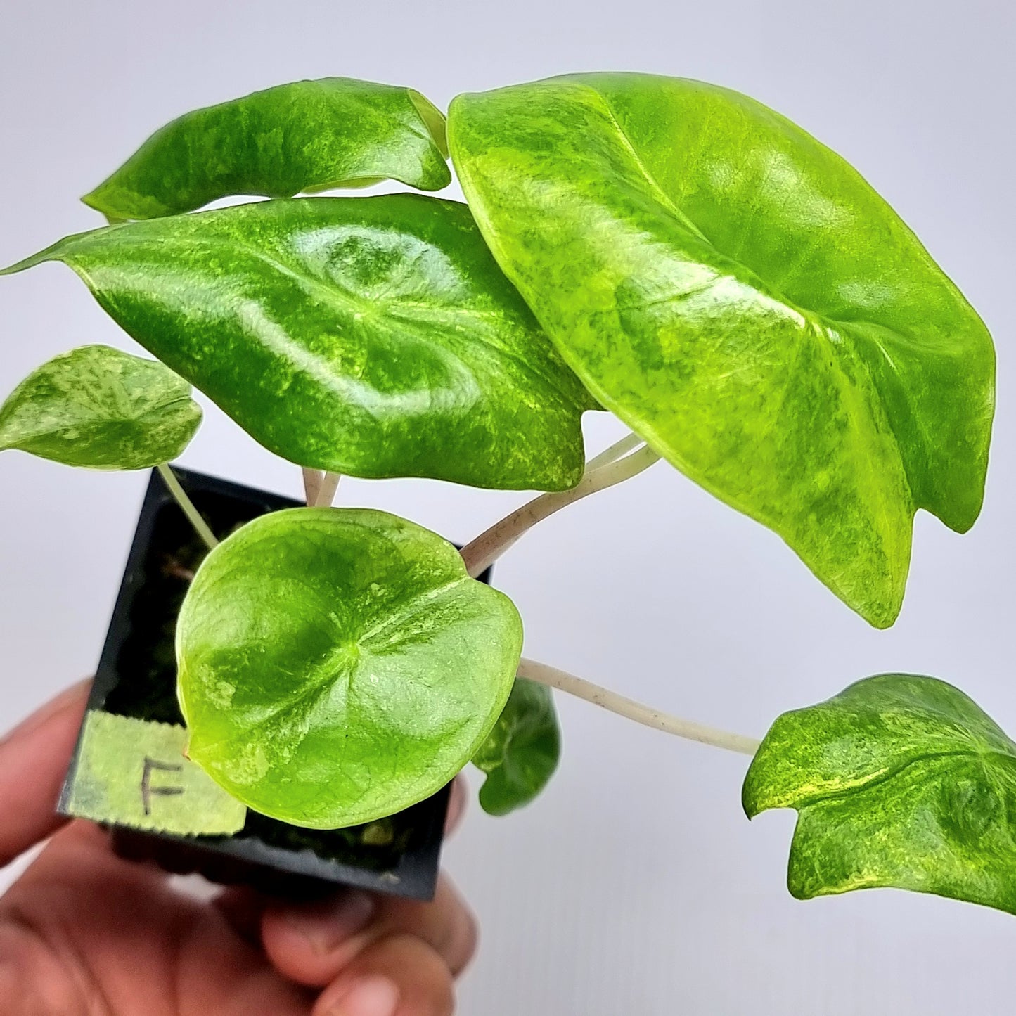 Alocasia Pink Dragon Variegated