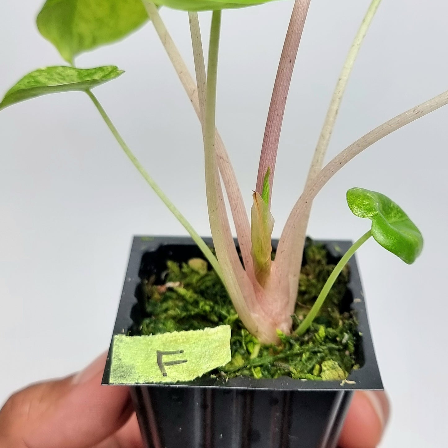 Alocasia Pink Dragon Variegated