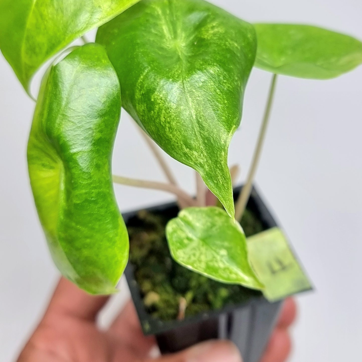 Alocasia Pink Dragon Variegated