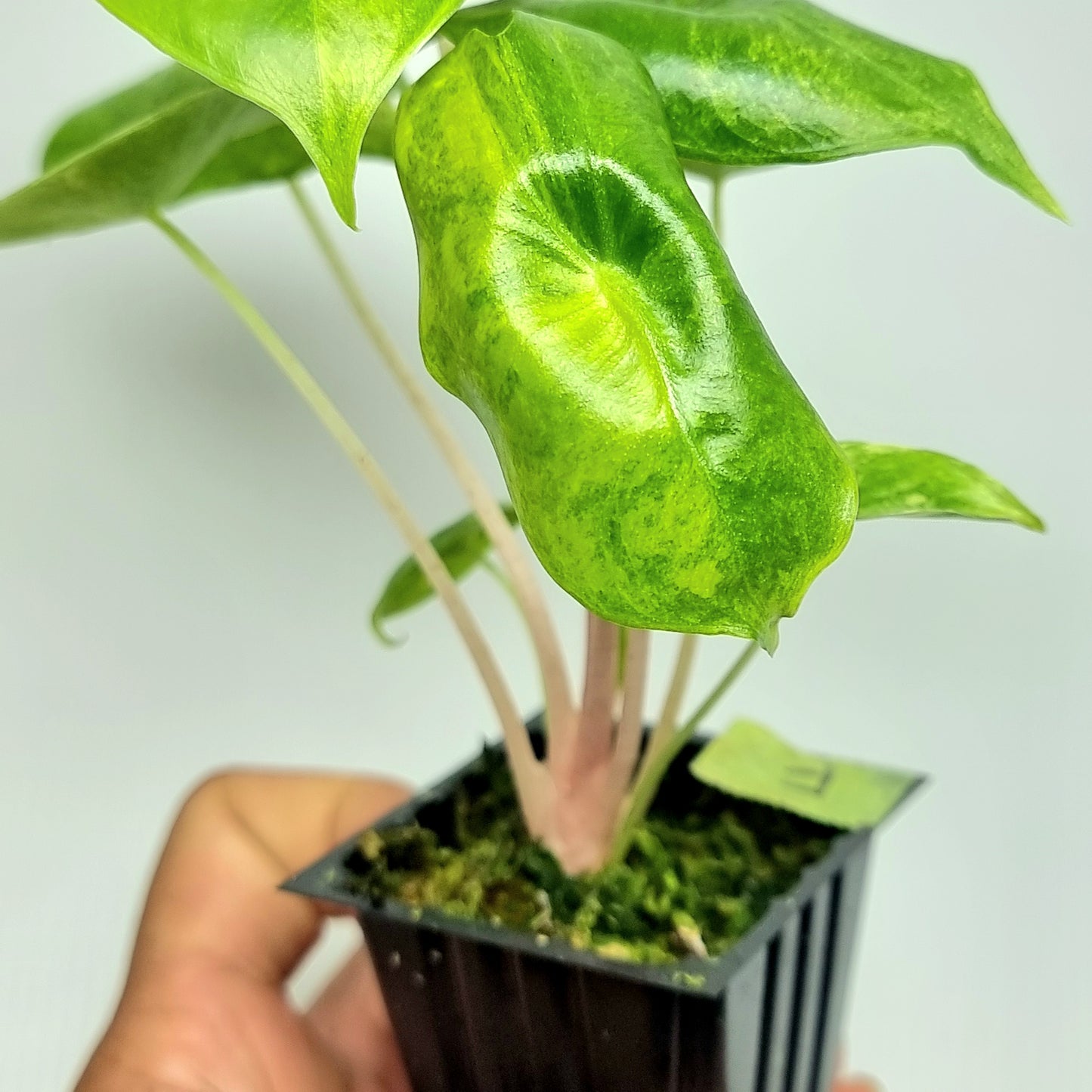 Alocasia Pink Dragon Variegated