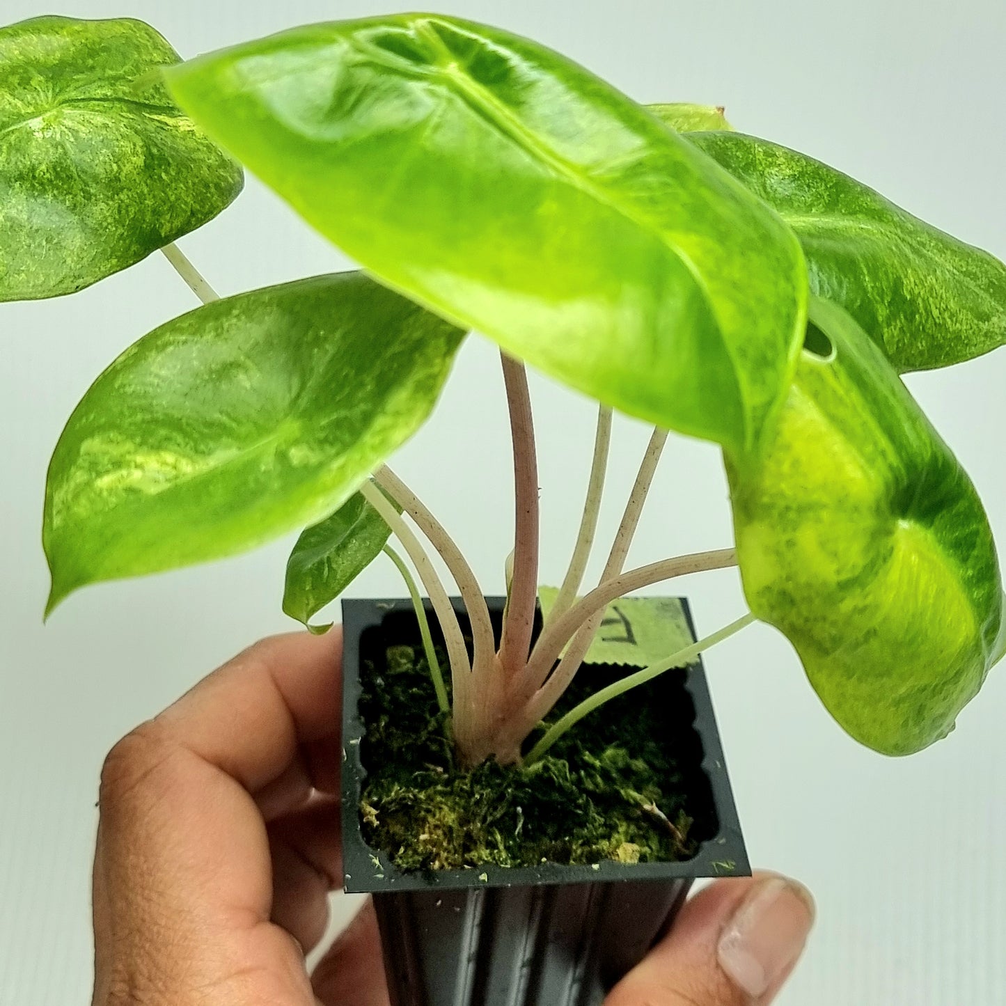 Alocasia Pink Dragon Variegated