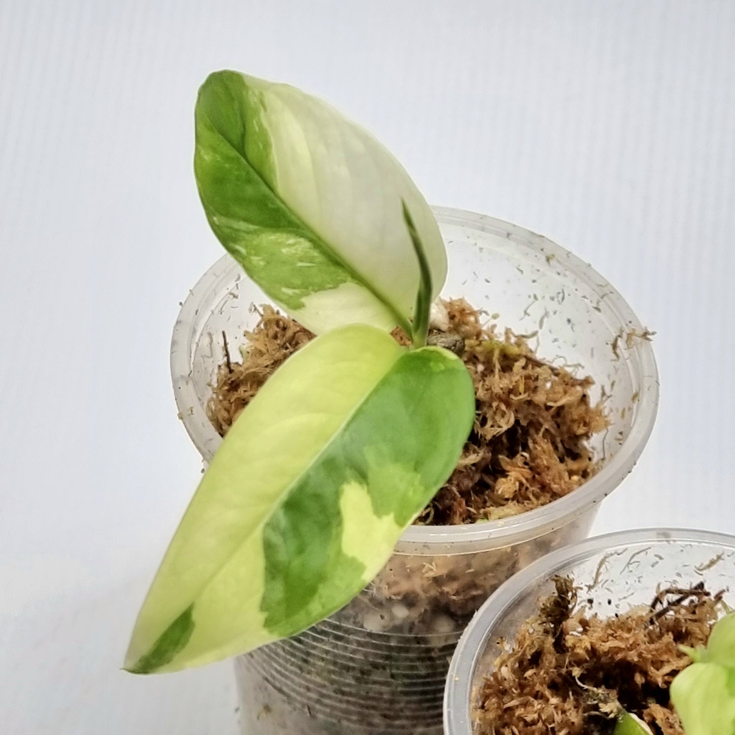 Monstera adansonii ssp laniata variegated