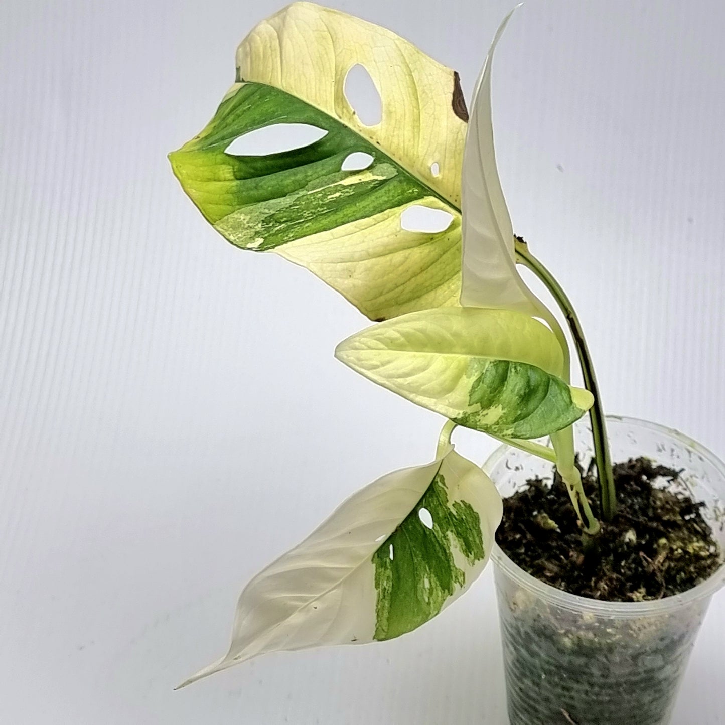 Monstera adansonii ssp laniata variegated