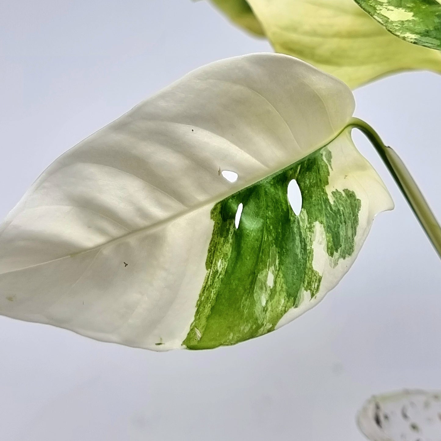 Monstera adansonii ssp laniata variegated