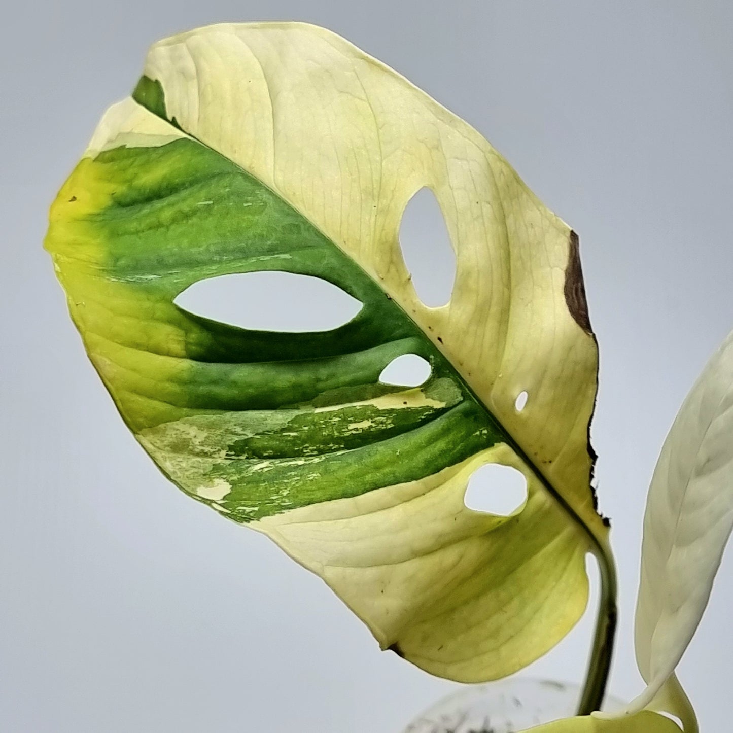 Monstera adansonii ssp laniata variegated