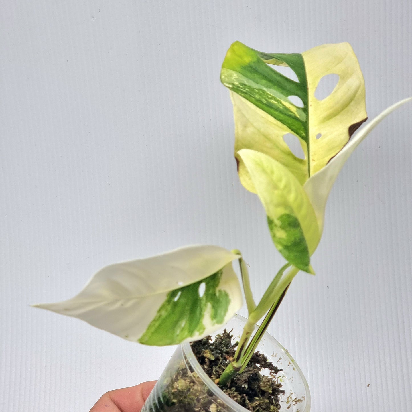 Monstera adansonii ssp laniata variegated