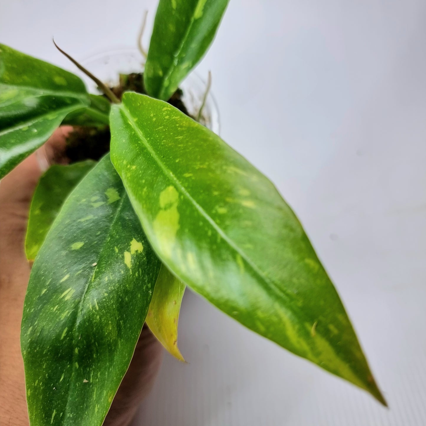 Philodendron Ring of Fire