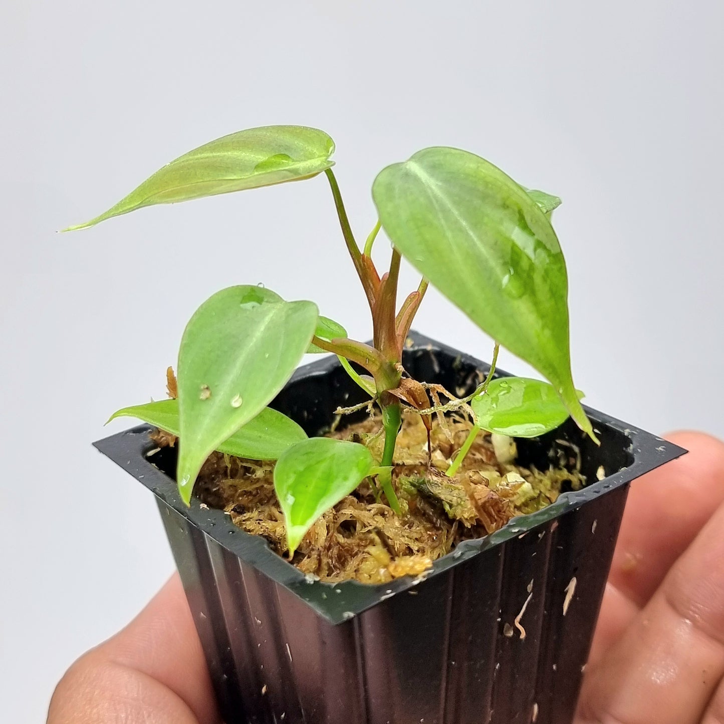 Philodendron rubrijuvenile AKA El choco Red