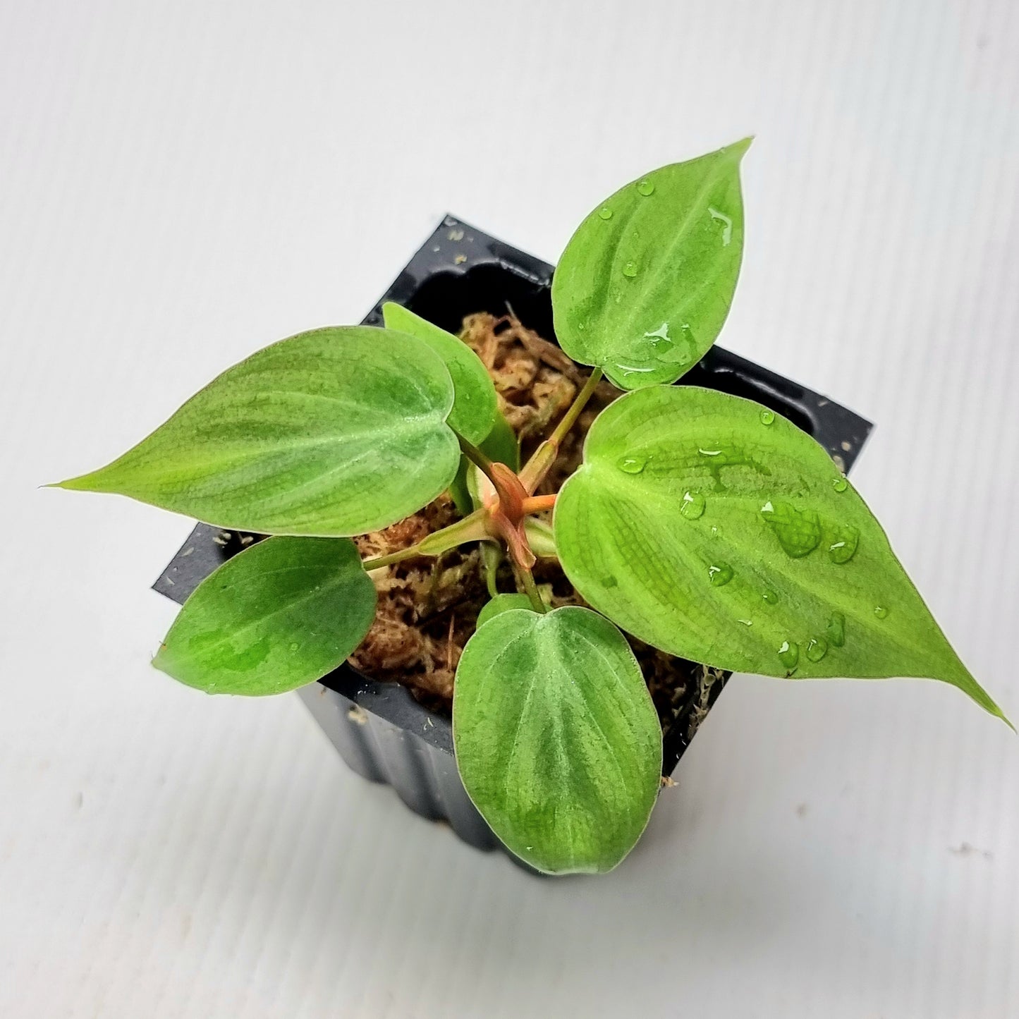 Philodendron rubrijuvenile AKA El choco Red