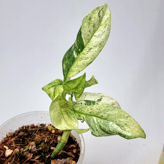 rare Rhaphidophora puberula Highly Variegated for sale in Perth Australia