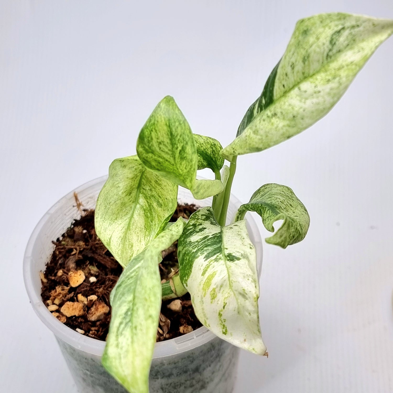 rare Rhaphidophora puberula Highly Variegated for sale in Perth Australia