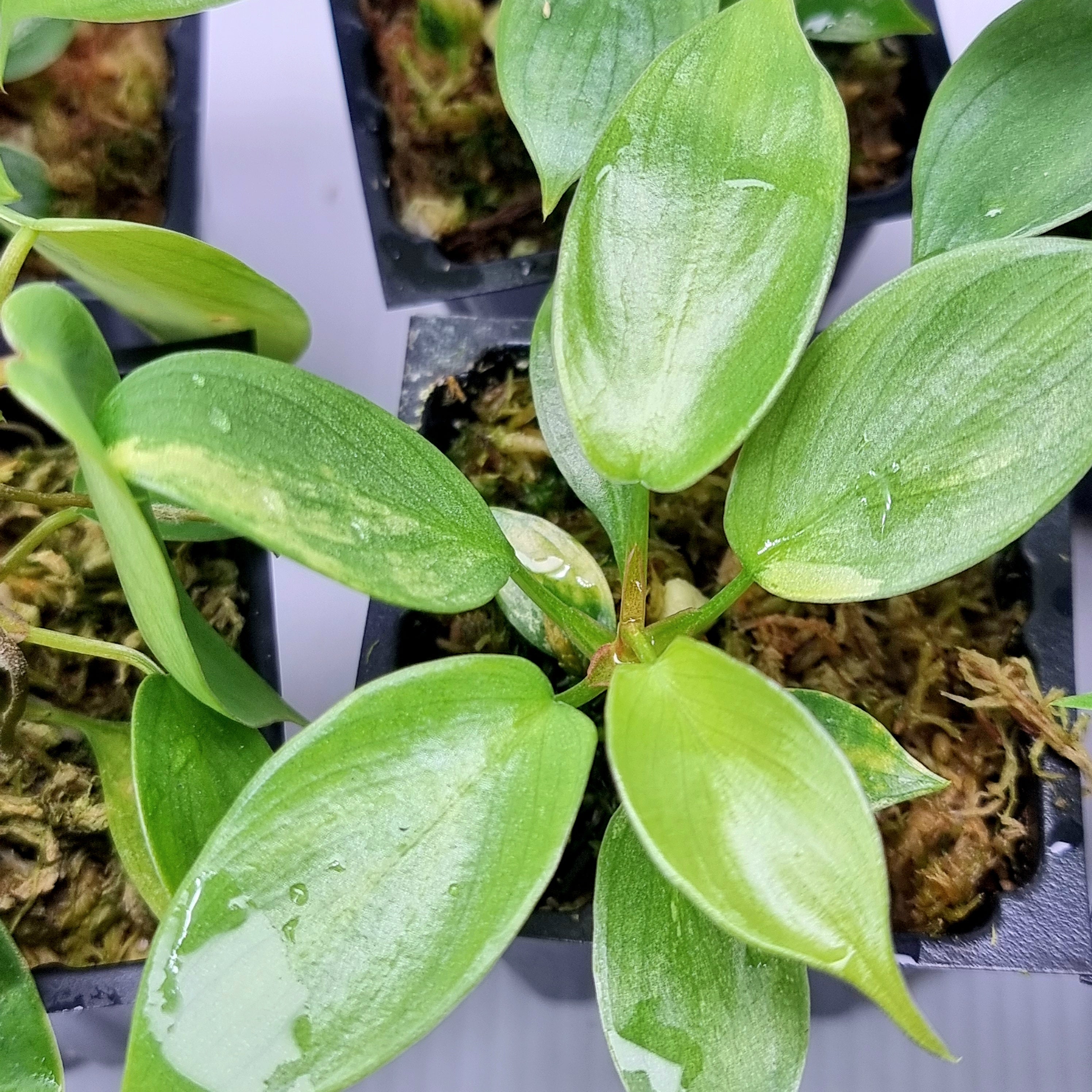 Philodendron Florida Beauty LOW VARIEGATION – Flora