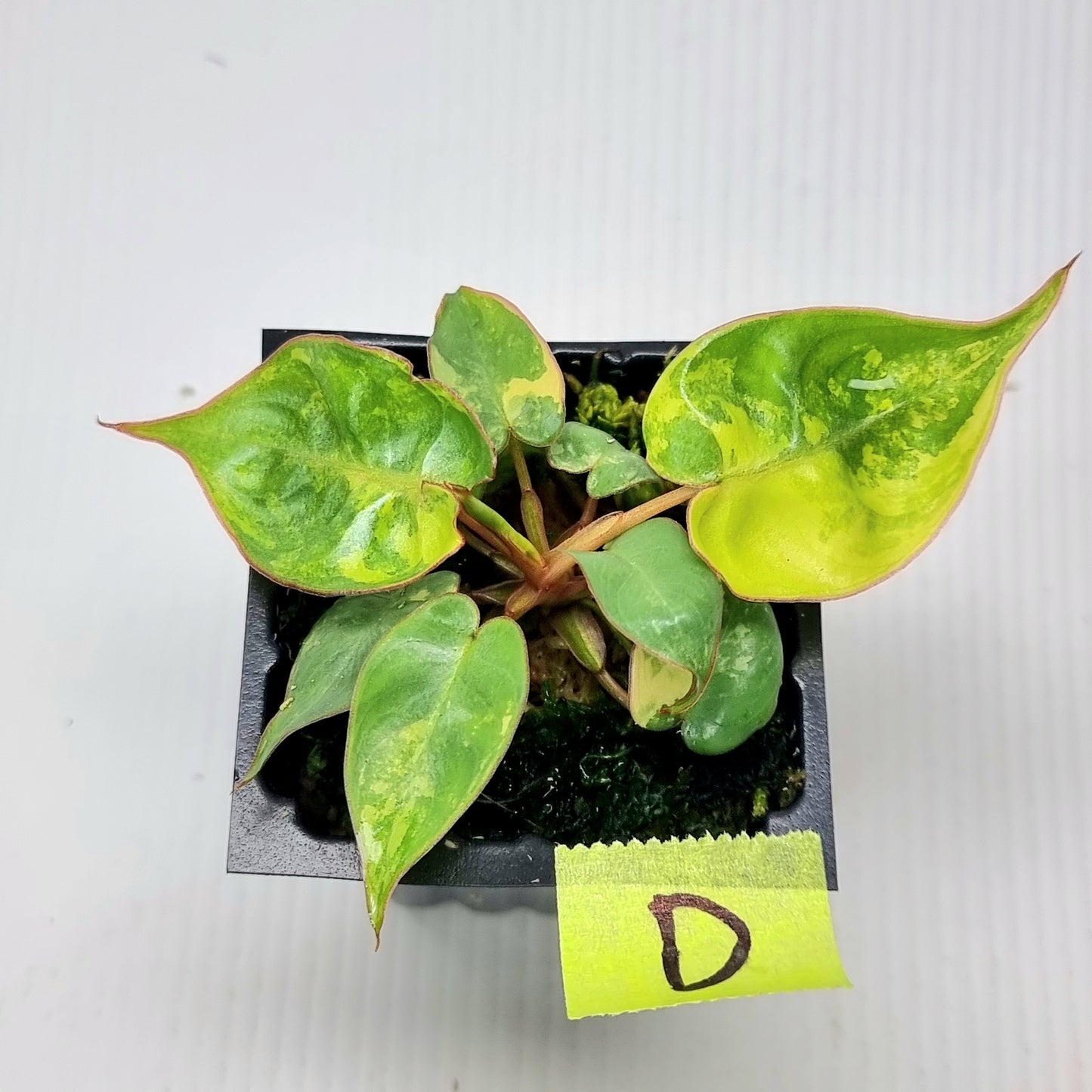 Variegated Philodendron billietiae