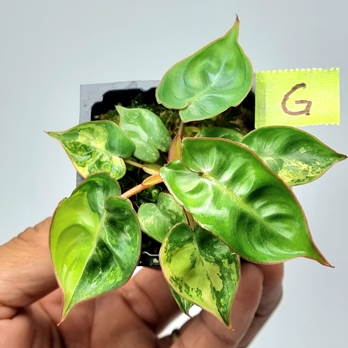Variegated Philodendron billietiae