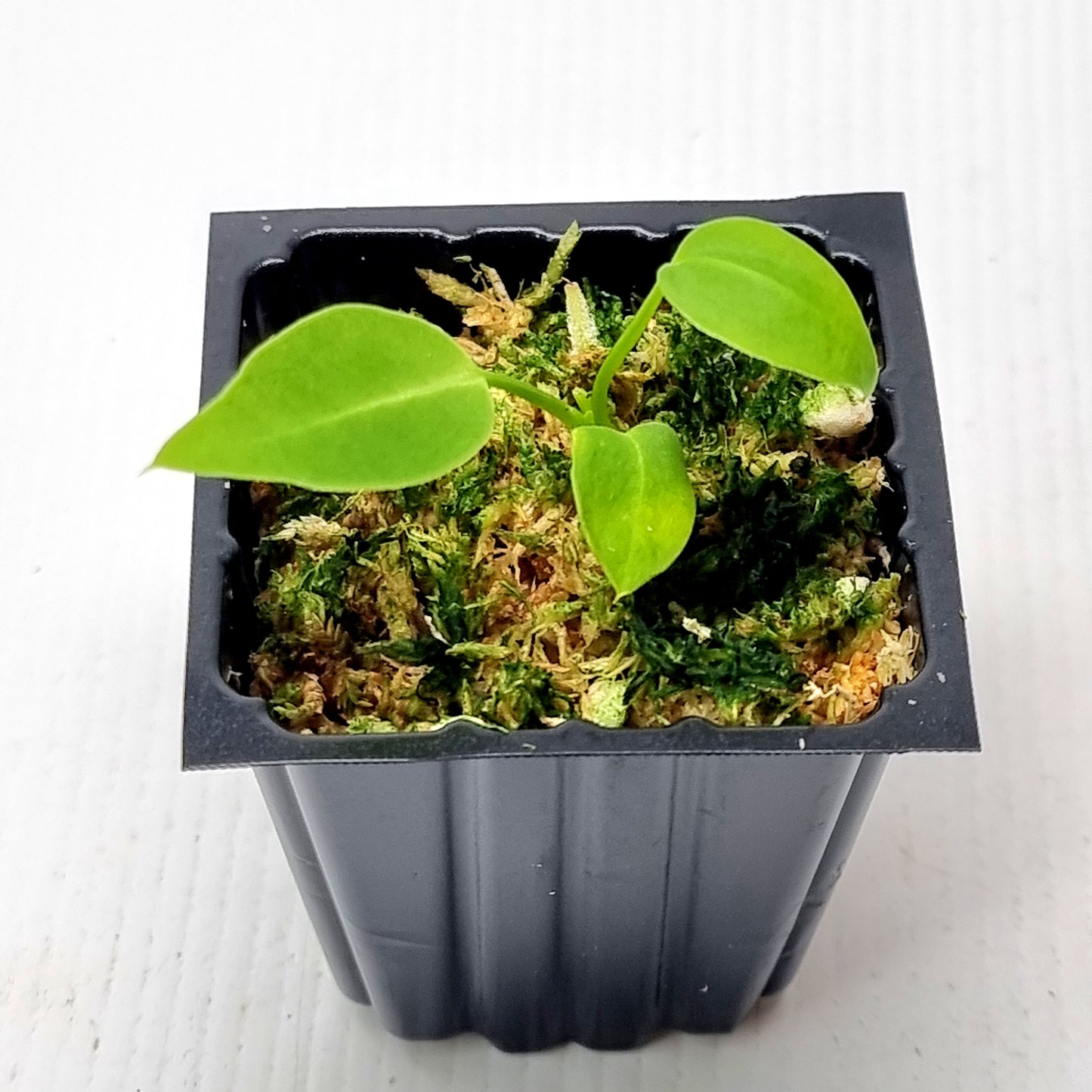 anthurium warocqueanum seeds for sale Anthurium warocqueanum – Flora Magnifica Australia