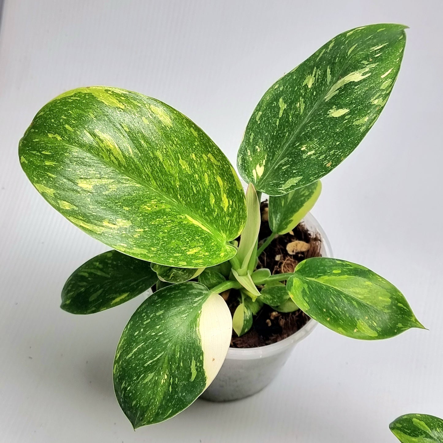 Philodendron Green Congo Nuclear - 100mm pot