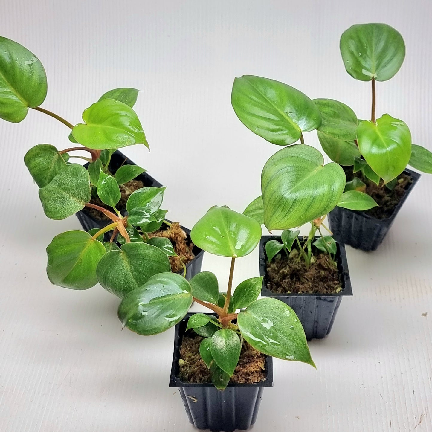 Philodendron billienum H