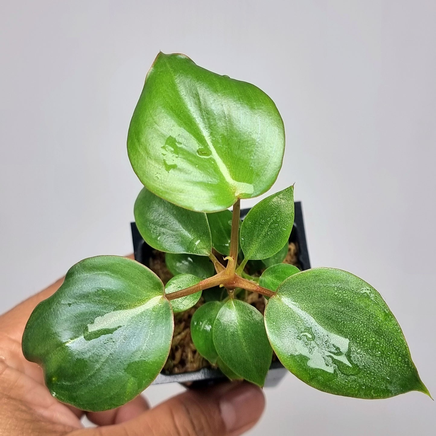 Philodendron billienum H