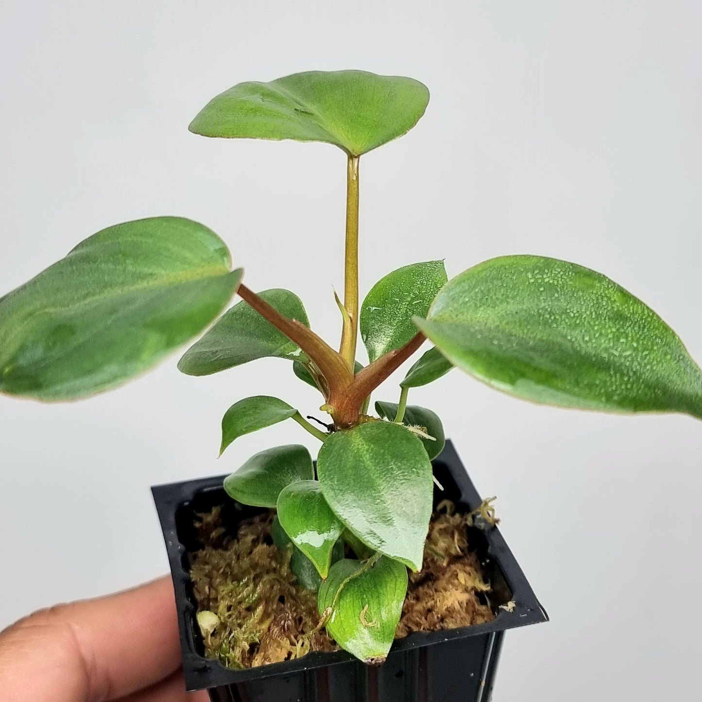 Philodendron billienum H
