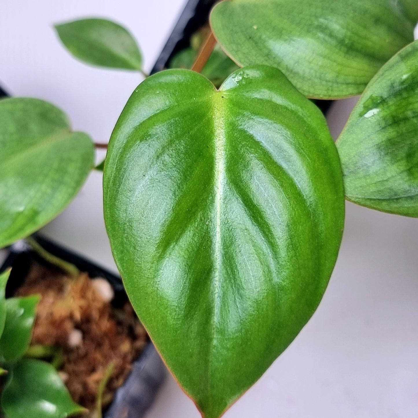 Philodendron billienum H