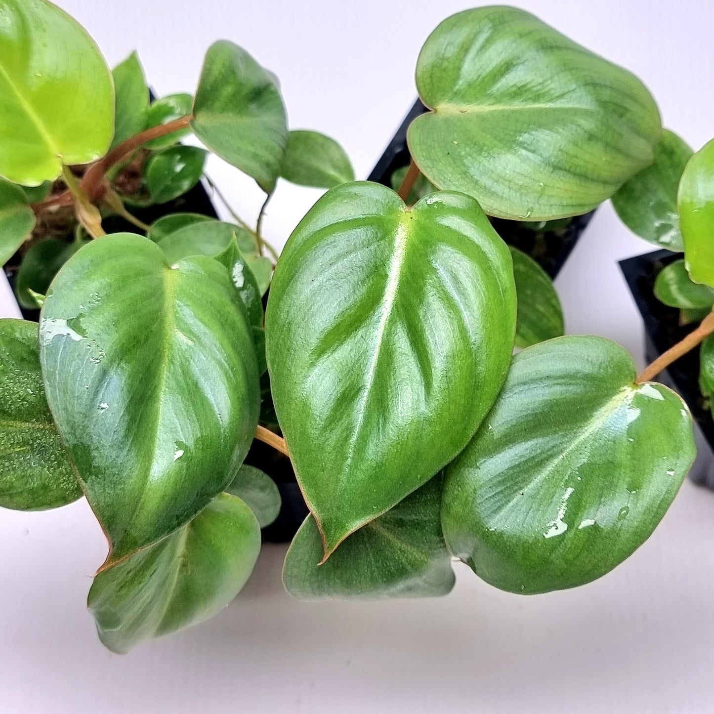 Philodendron billienum H