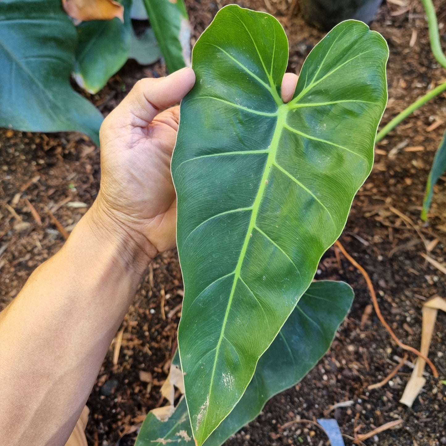 Philodendron maximum