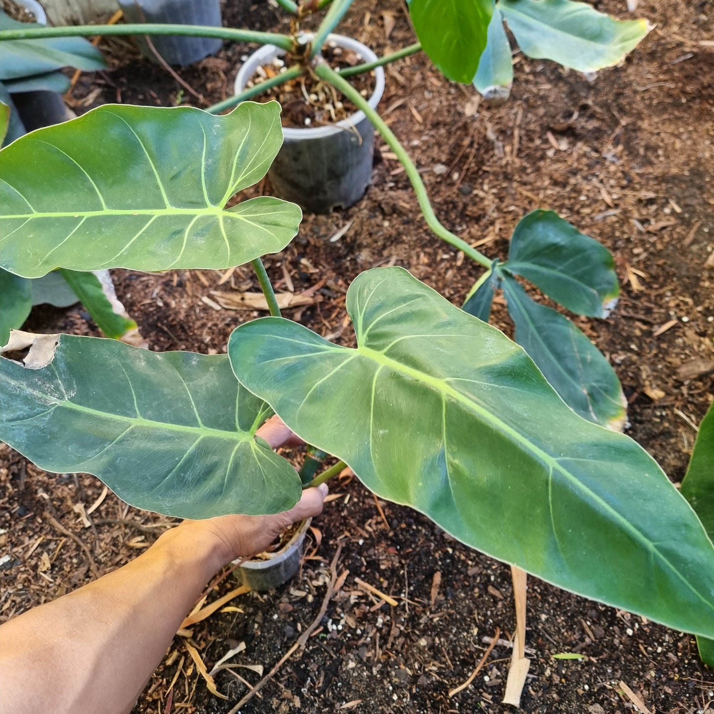 Philodendron maximum