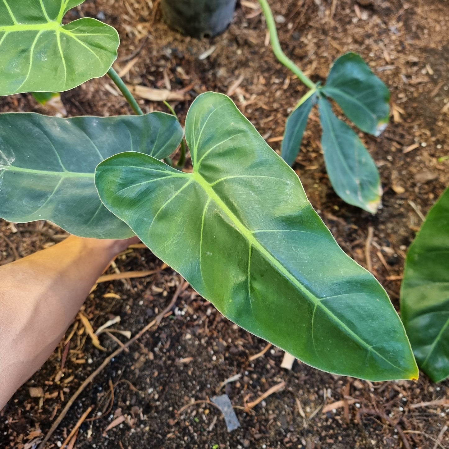 Philodendron maximum