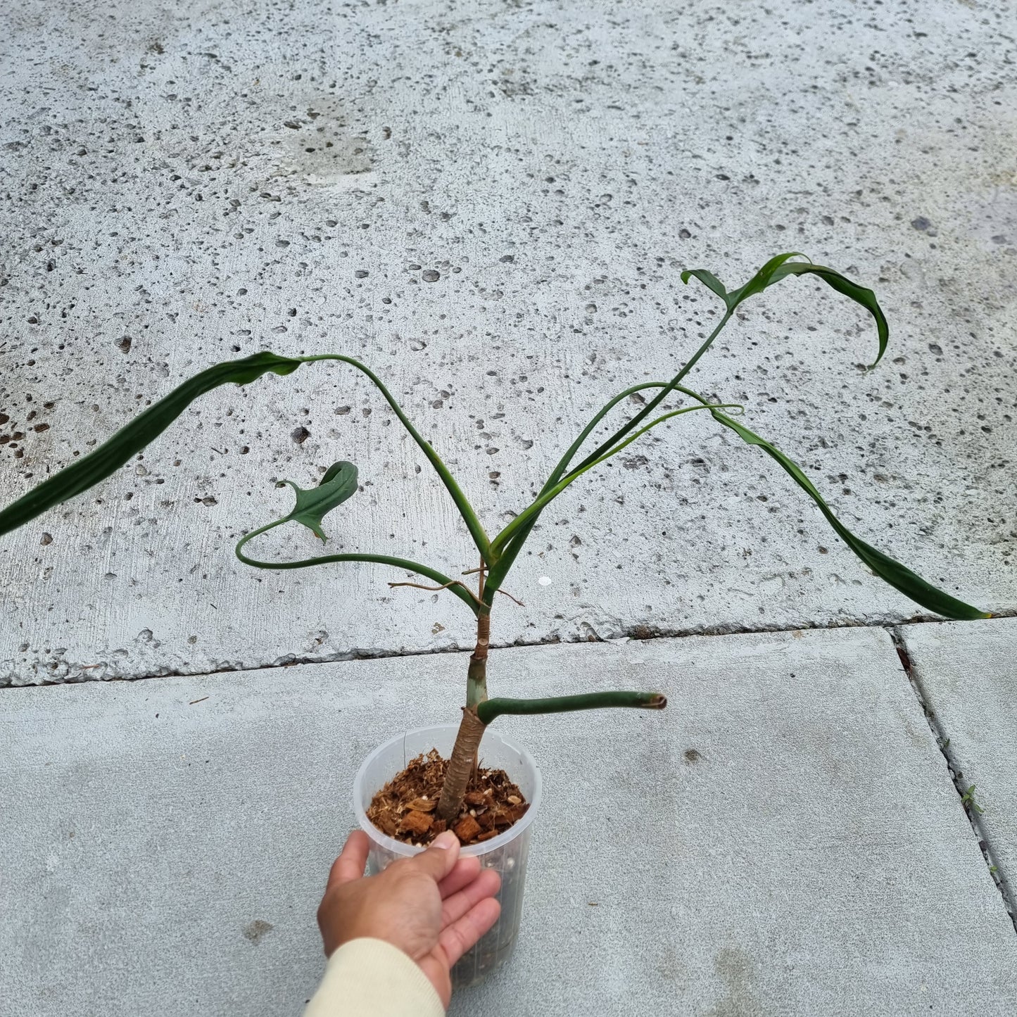 Philodendron holtonianum