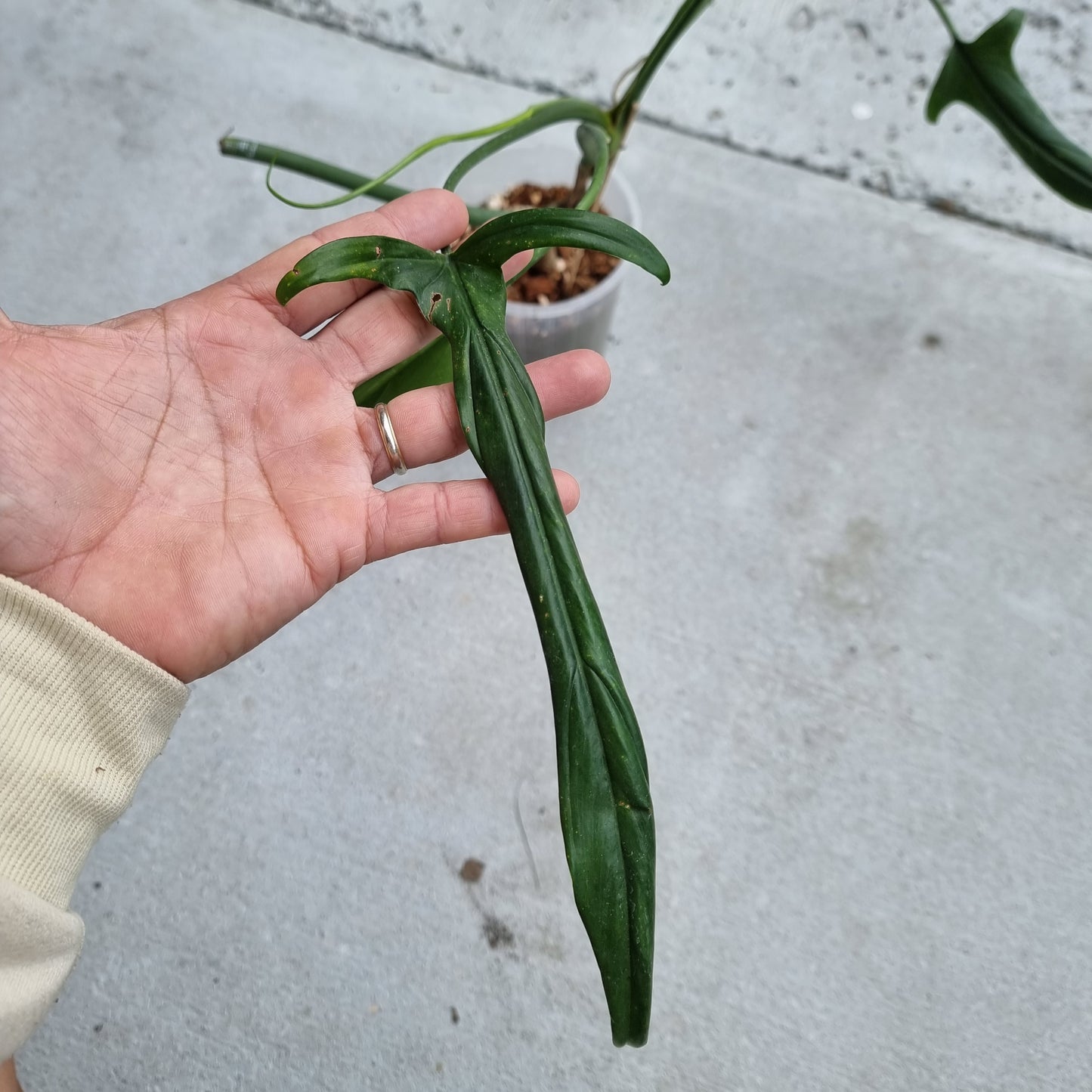 Philodendron holtonianum