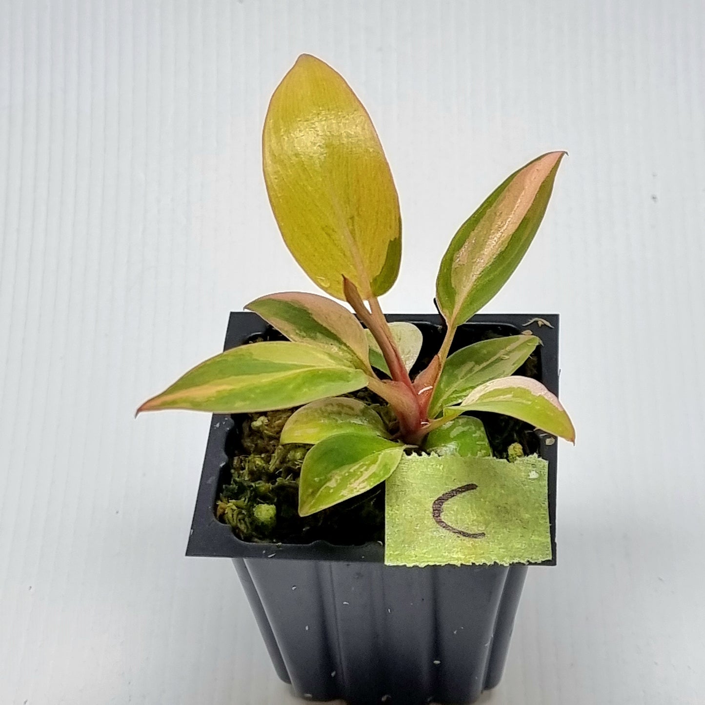 Philodendron Imperial Red Variegated