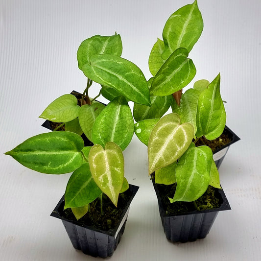 rare Anthurium papillilaminum X for sale in Perth Australia indoorplant houseplant plant