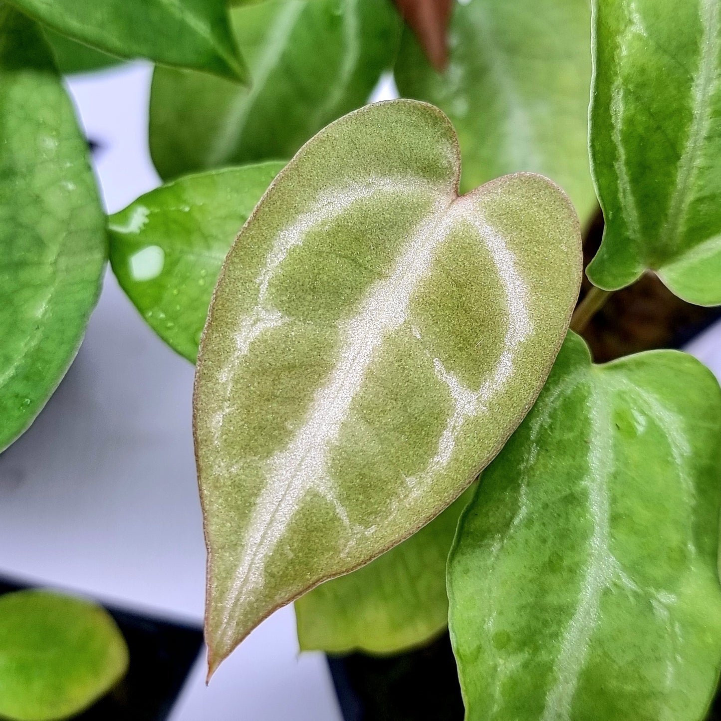 Anthurium papillilaminum X