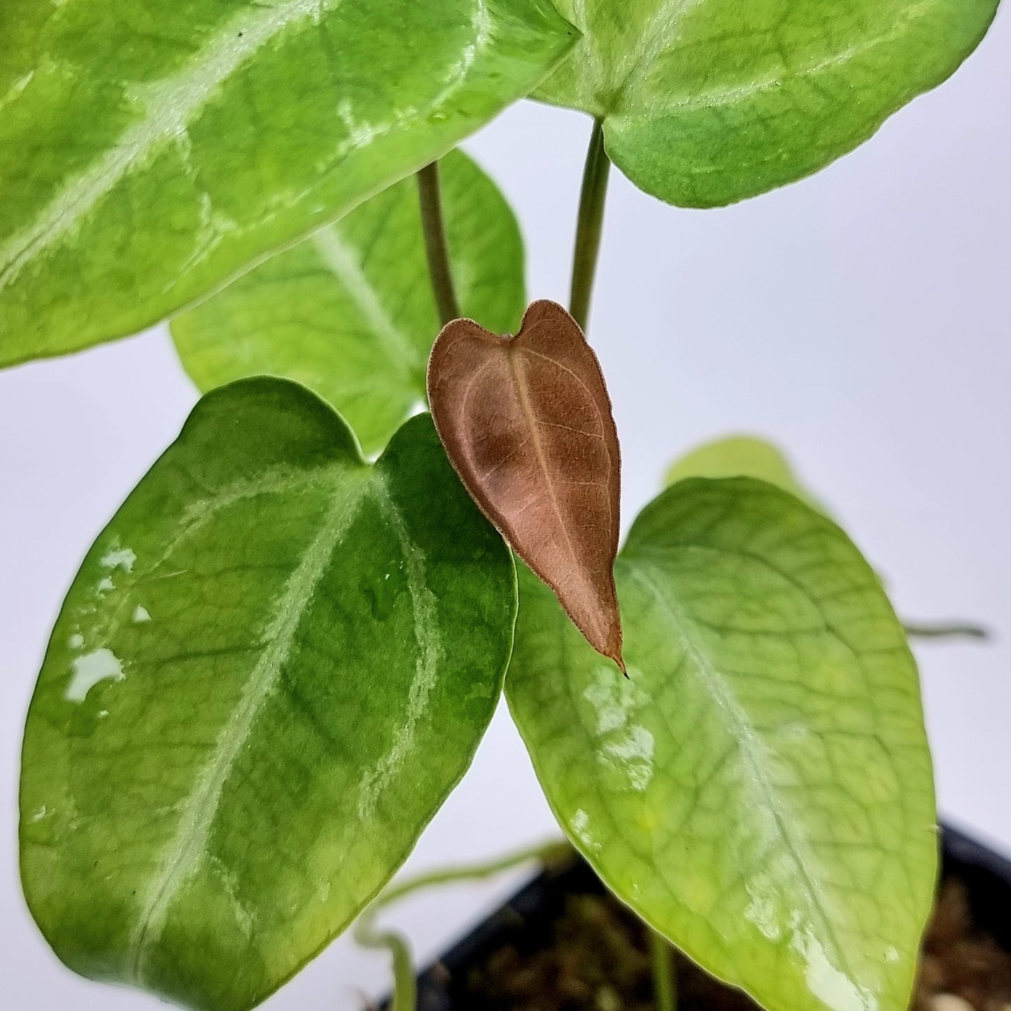 Anthurium papillilaminum X