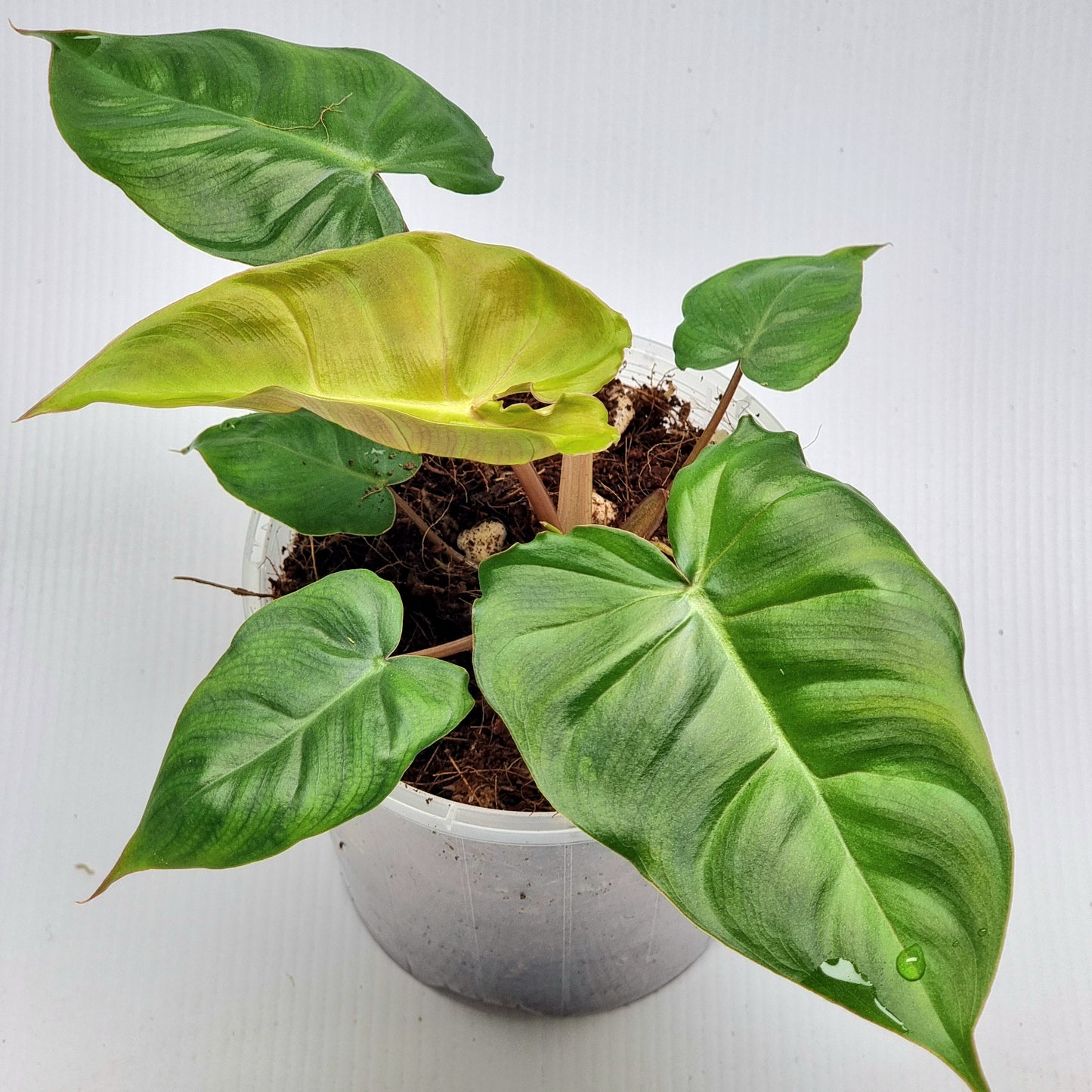 Philodendron billicosum