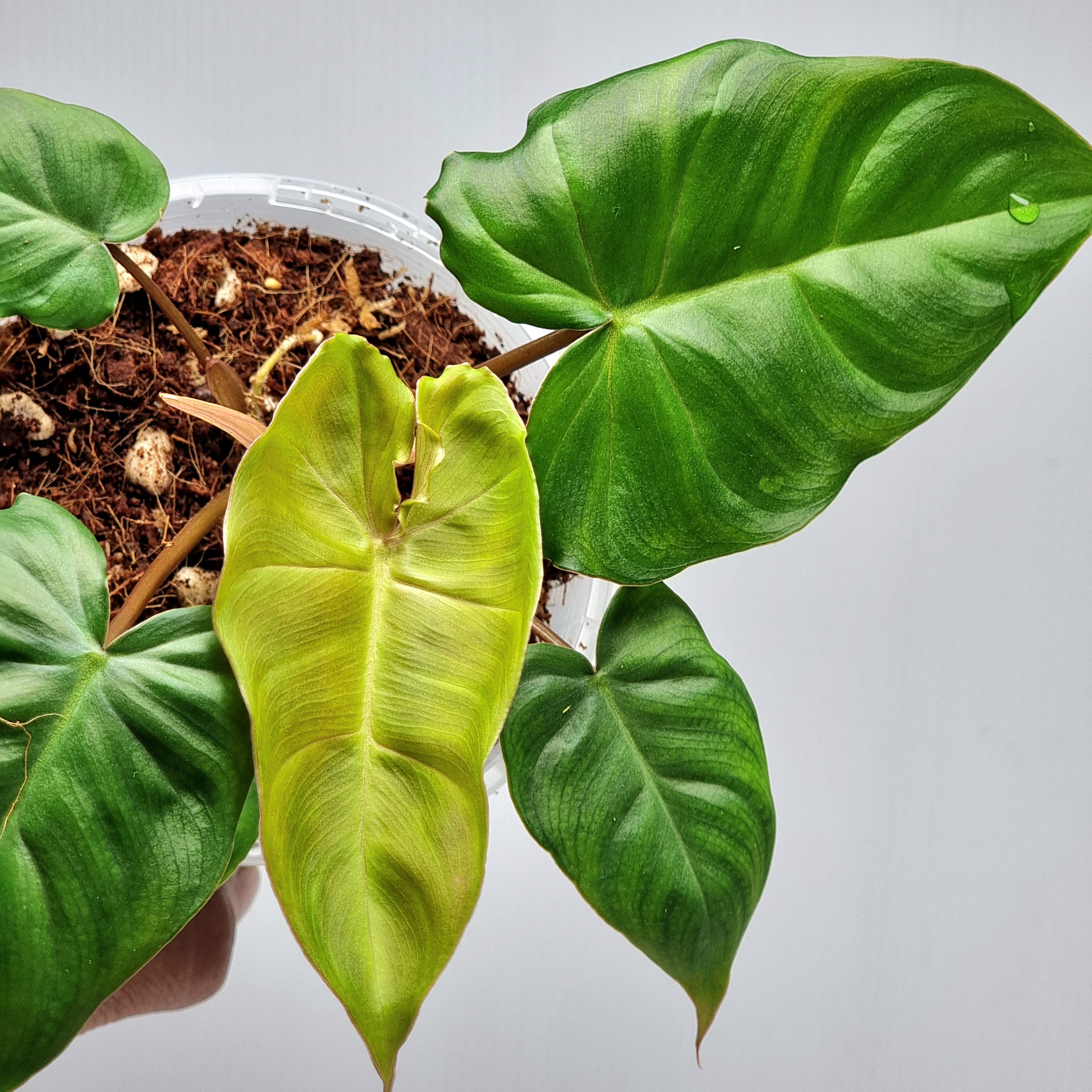 philodendron-billicosum-flora-magnifica-australia