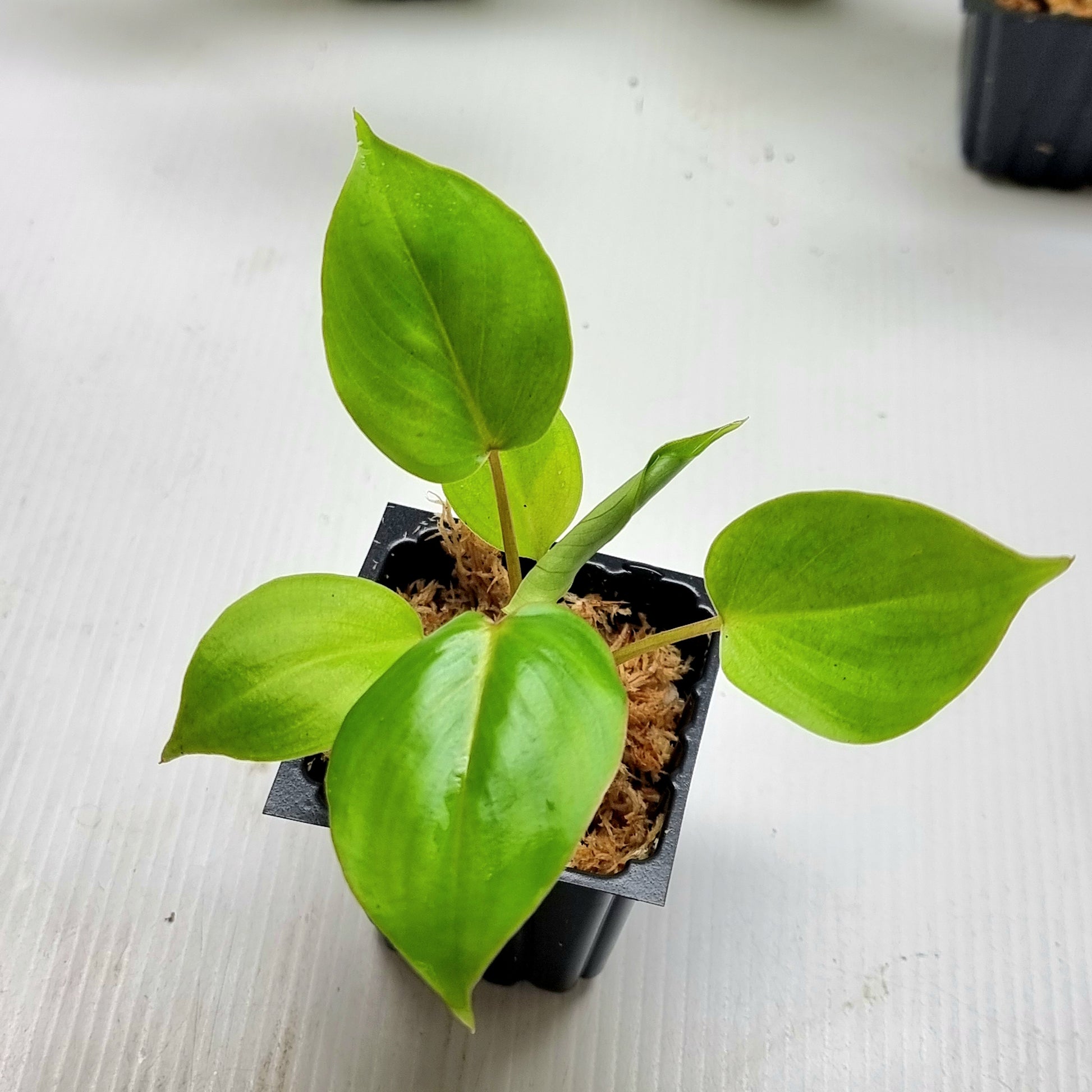 rare Philodendron billicosum for sale in Perth Australia