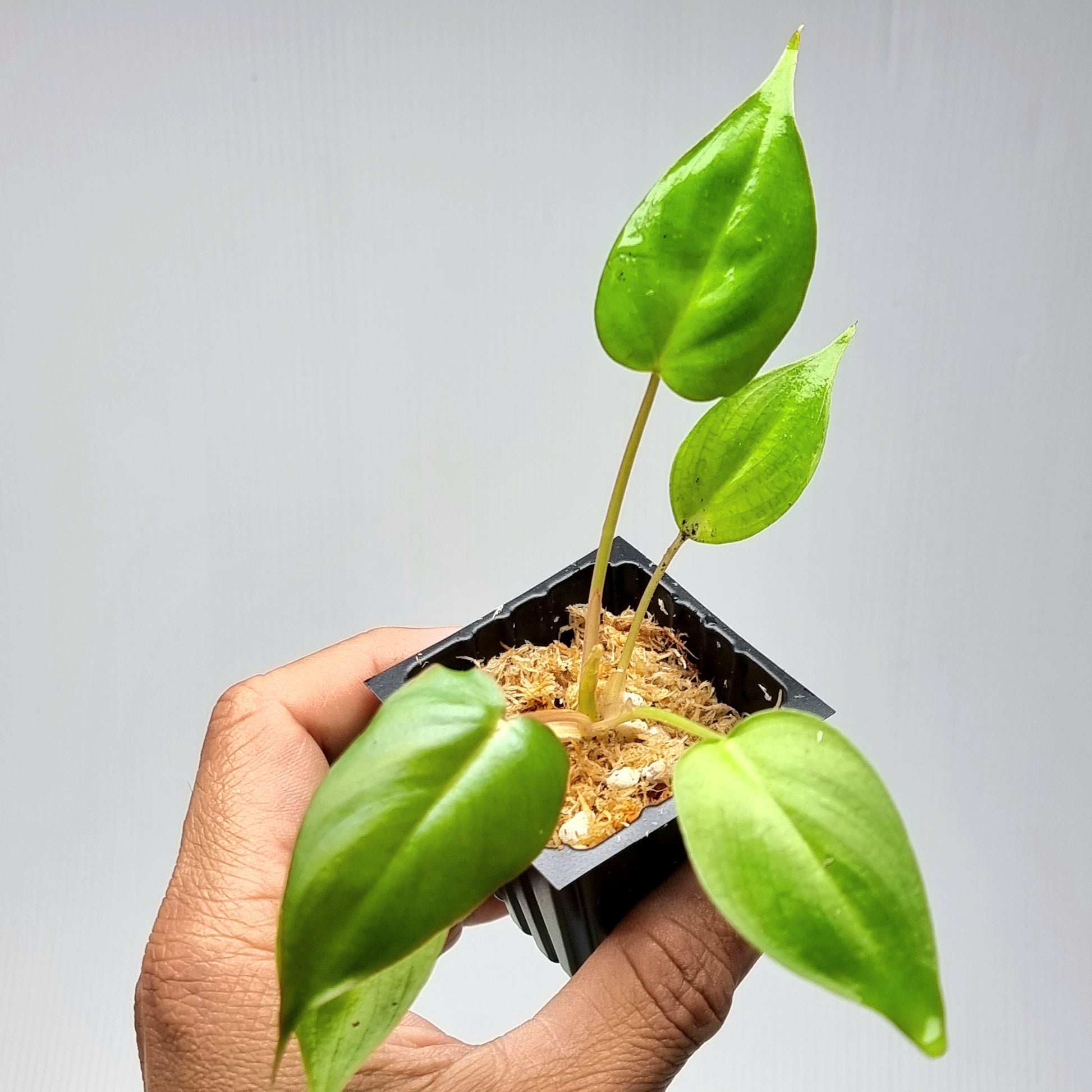 rare Philodendron billicosum for sale in Perth Australia