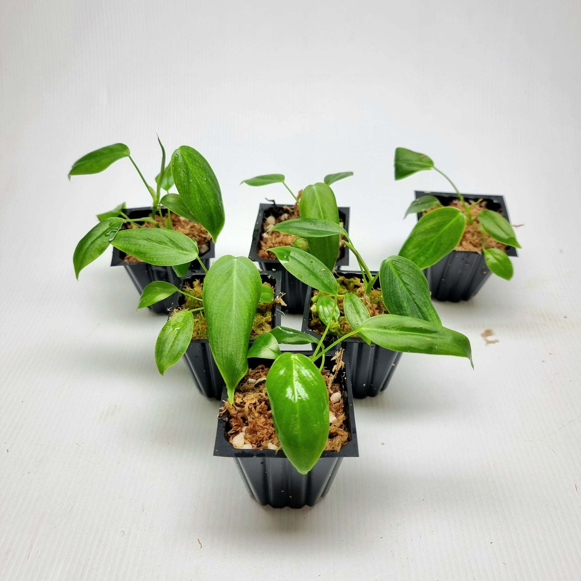 rare Philodendron sharoniae for sale in Perth Australia