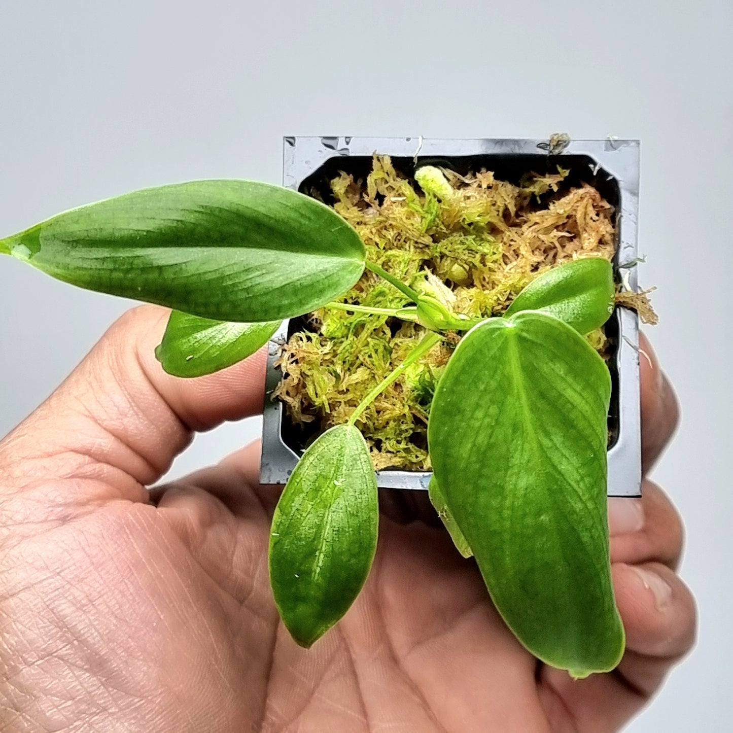 rare Philodendron sharoniae for sale in Perth Australia