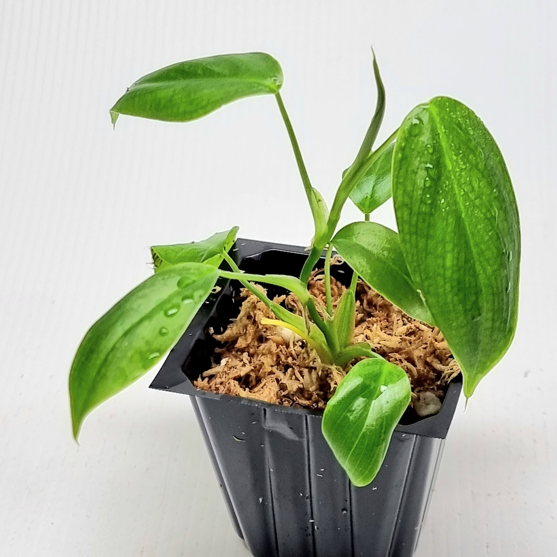 rare Philodendron sharoniae for sale in Perth Australia