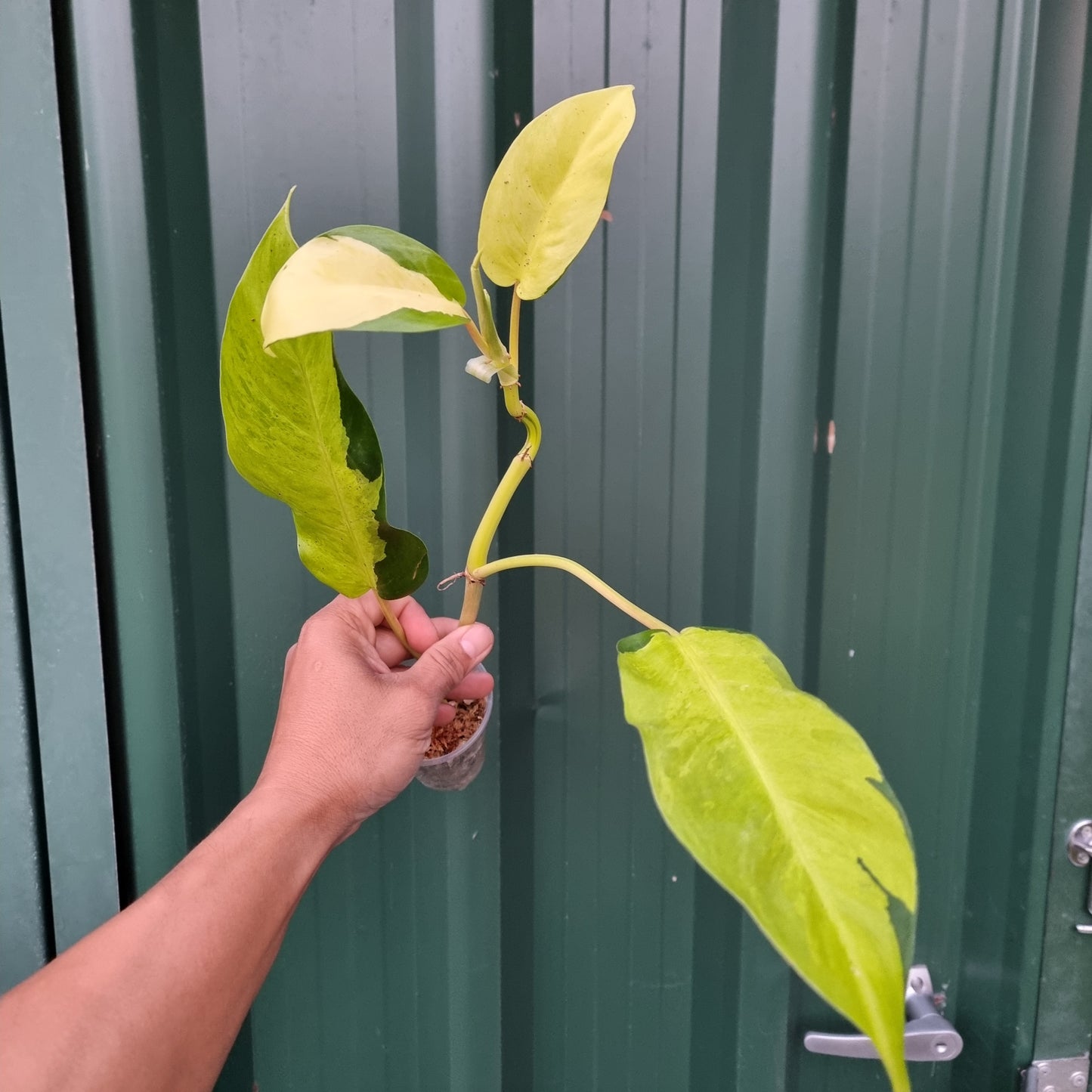 Philodendron Thai Sunrise