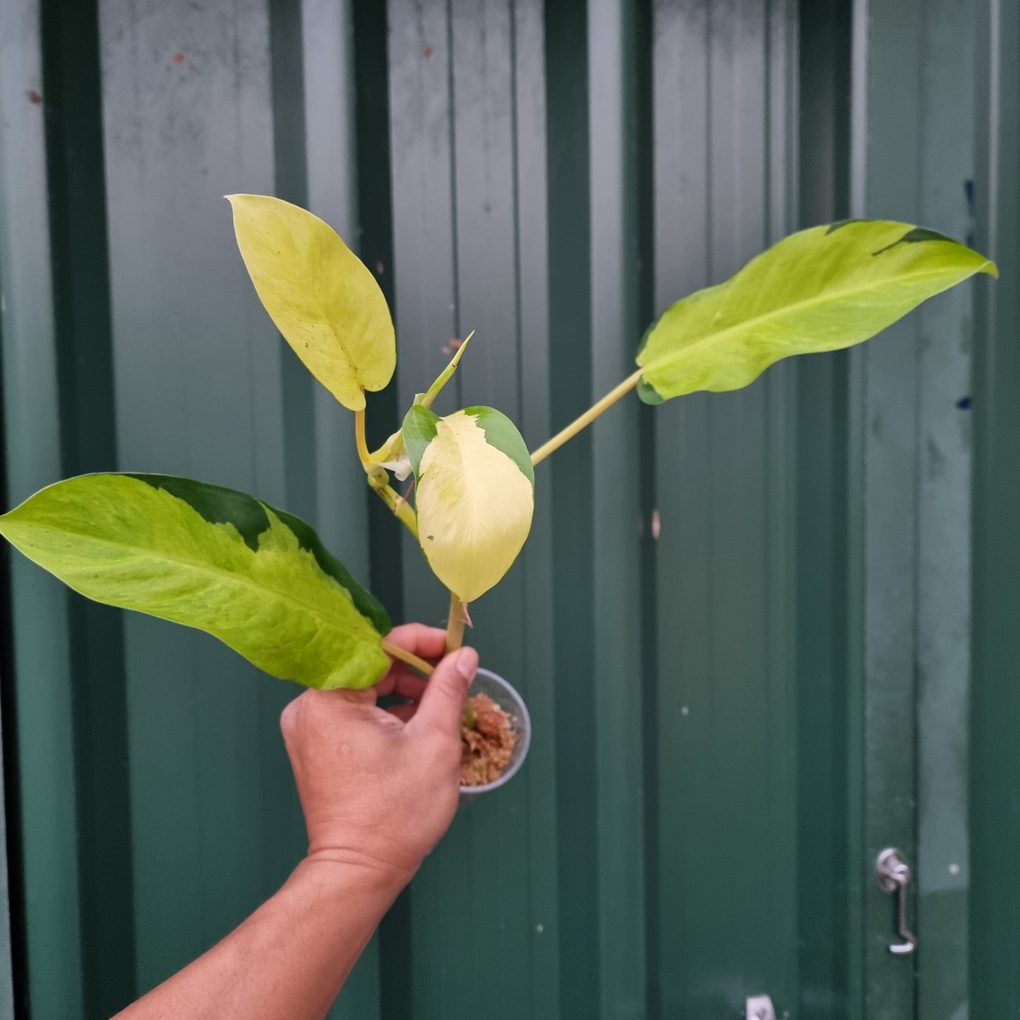 Philodendron Thai Sunrise