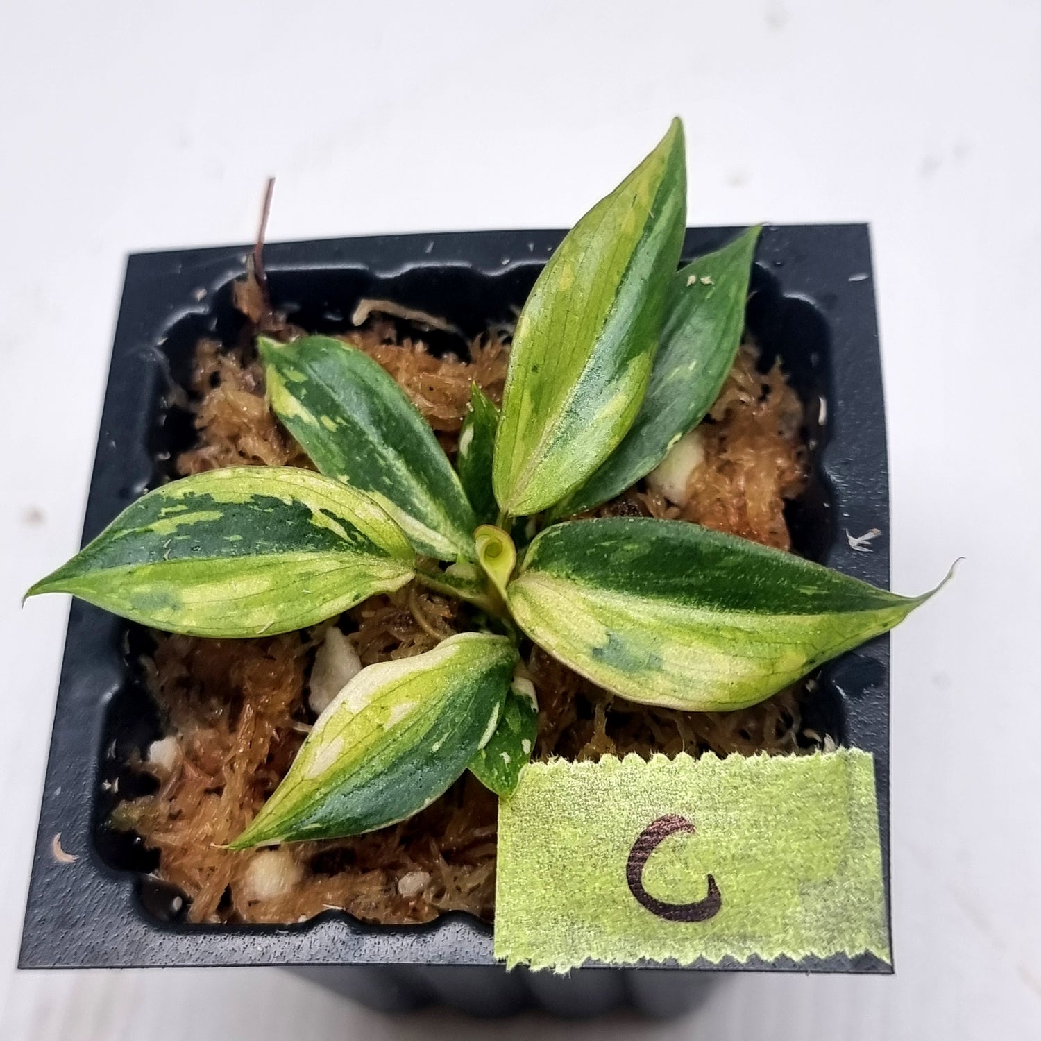 rare Philodendron gloriosum Variegated for sale in Perth Australia