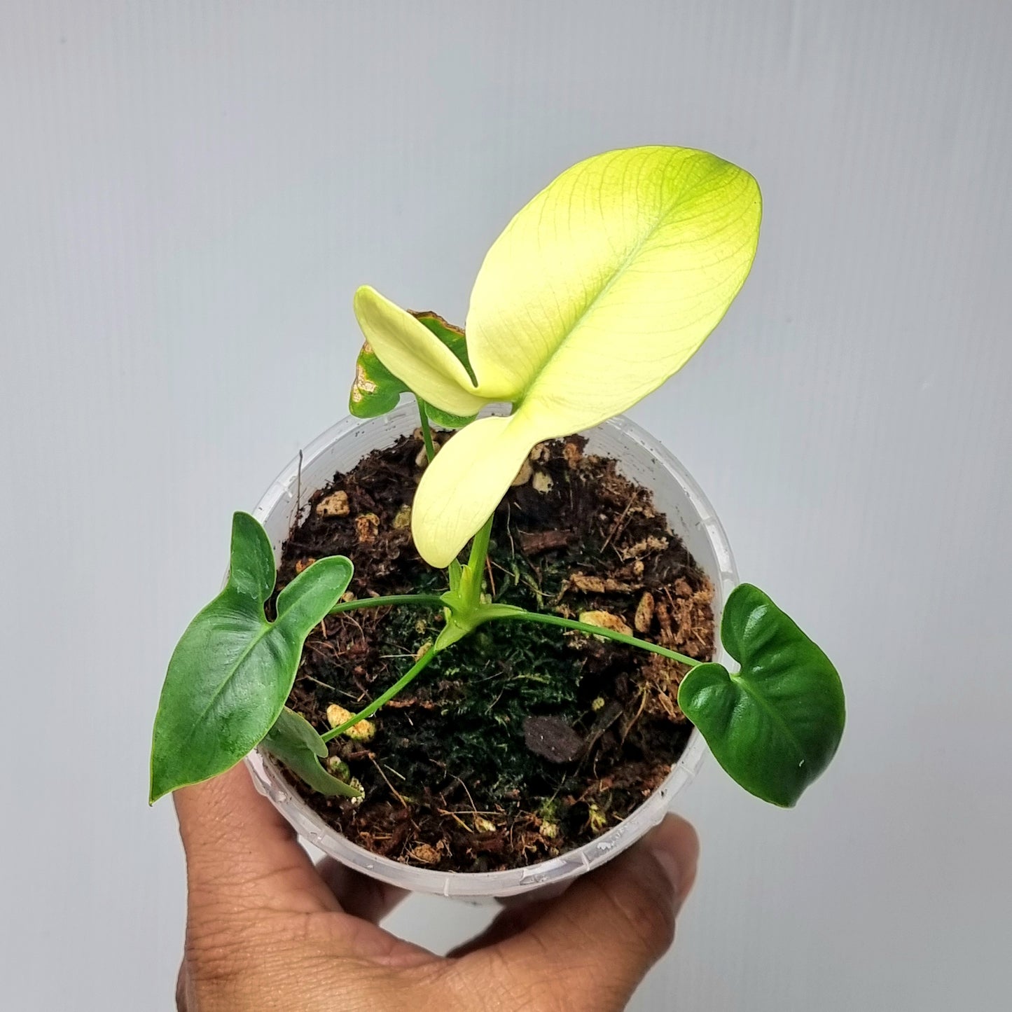 Philodendron goeldii Mint, 100mm pot