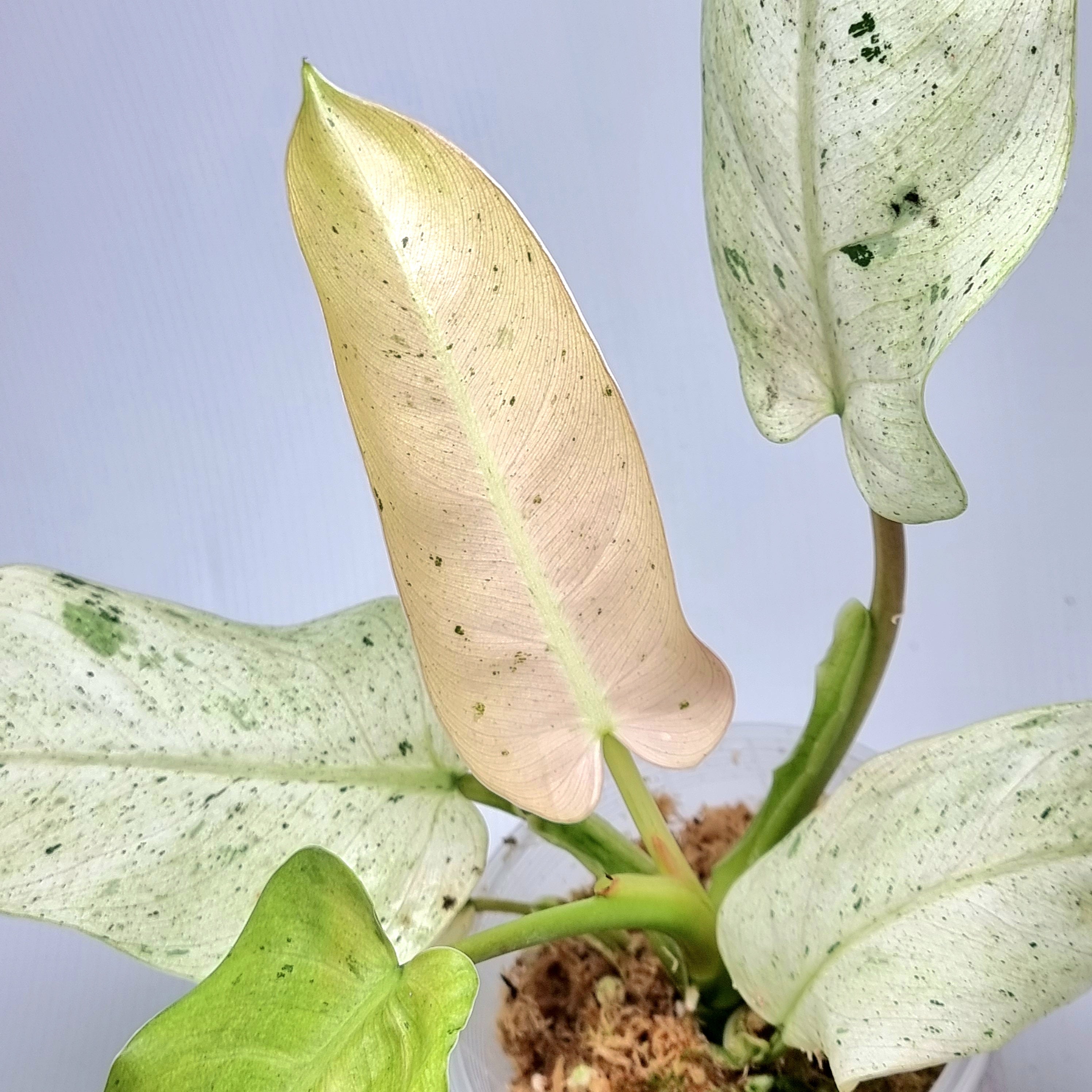 Philodendron domesticum 'Whipple Way' vs 'Variegata' – The Rare Seed