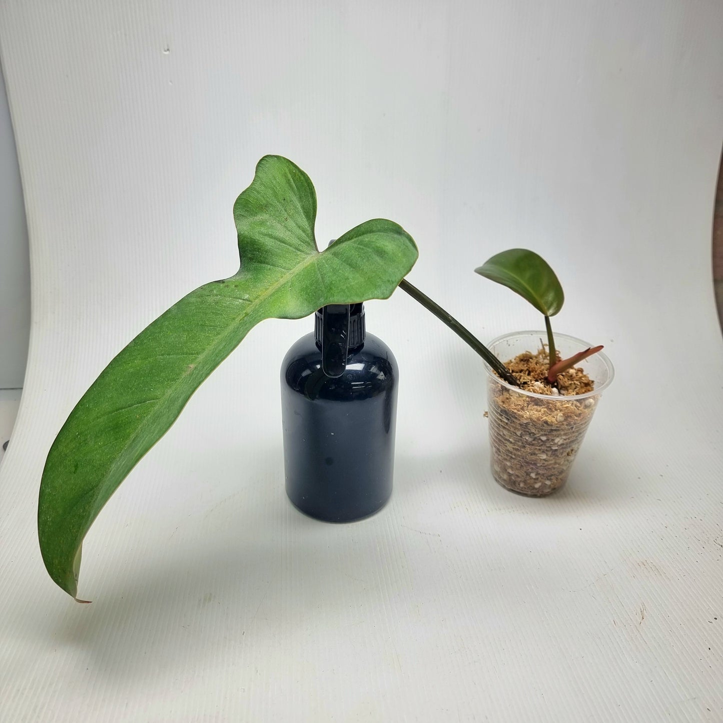 Philodendron Florida Bronze