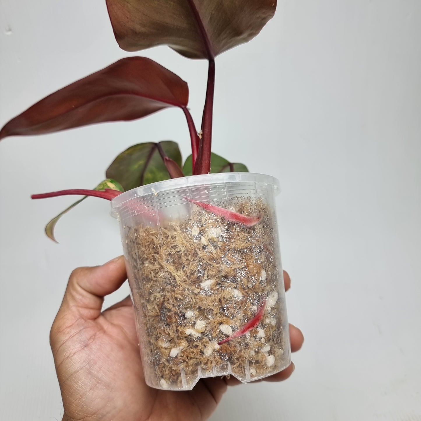 Philodendron strawberry shake