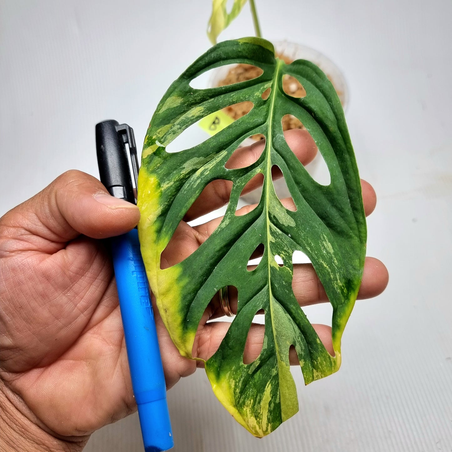 Monstera adansonii albo Variegated