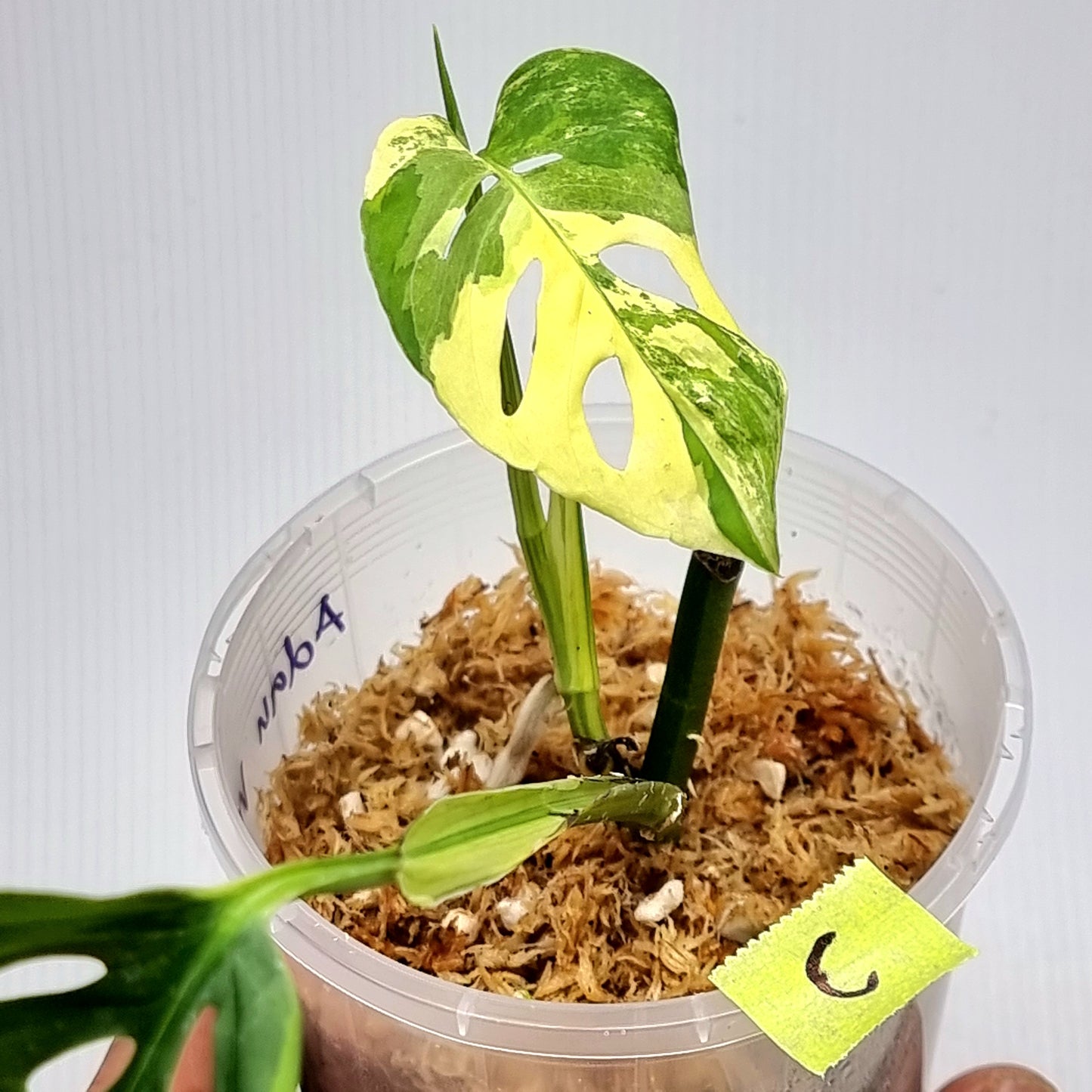 Monstera adansonii albo Variegated